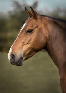 head portrait of horse